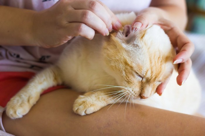 猫の耳の中をチェックしている飼い主