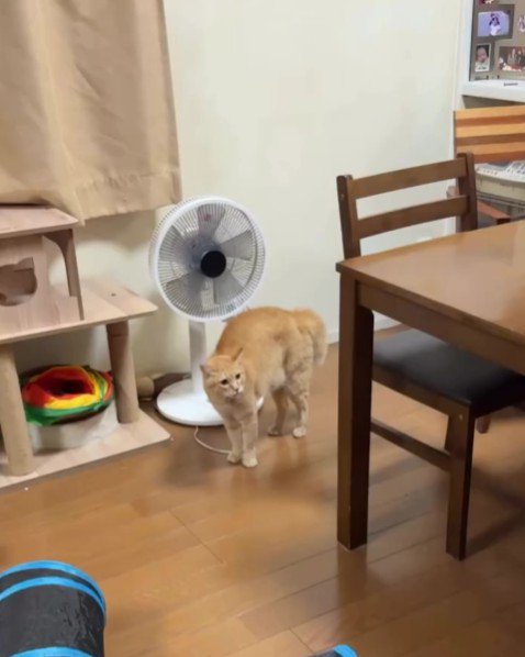 威嚇している猫