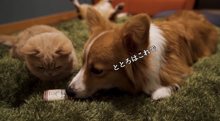 犬からトリートメントを渡される猫