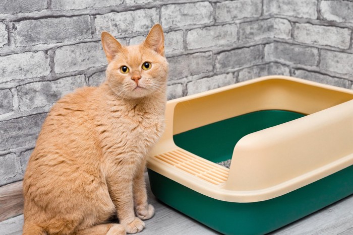 猫とトイレ