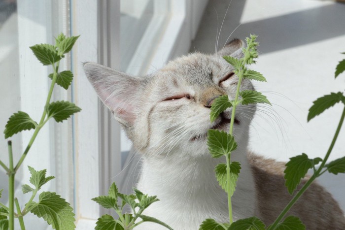 キャットニップを嗅いでウットリする猫