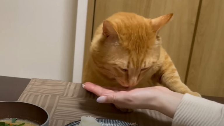 飼い主の手から食べ物を食べる猫