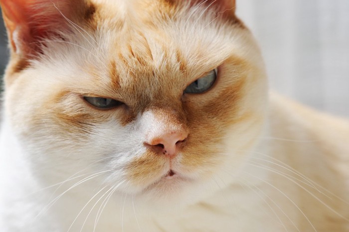 不満げな表情の猫のアップ