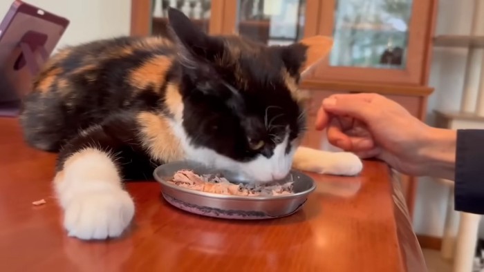 ごはんを食べる猫