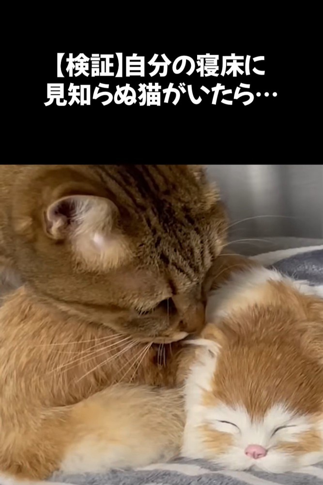 においを嗅ぐ猫の顔