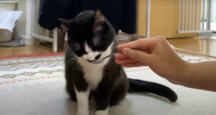 食べる白黒猫