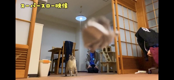 玉を見つめる猫