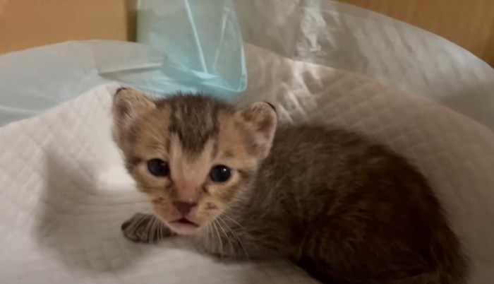 見つめる子猫