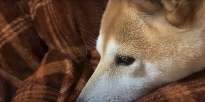 悲しそうな柴犬の顔のアップ