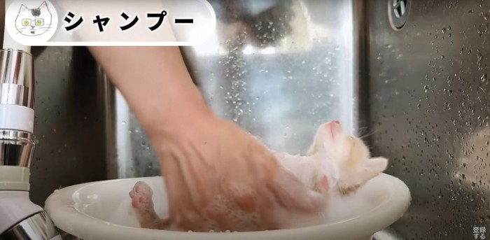 シャンプーされている子猫