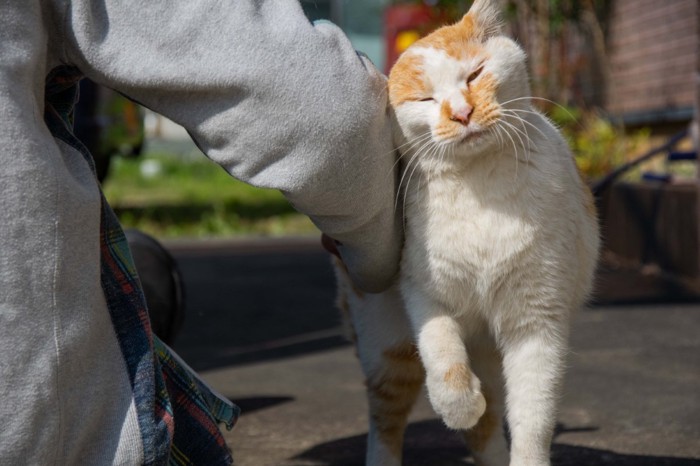 体をこすりつける猫