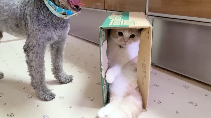 スッポリハマる姿
