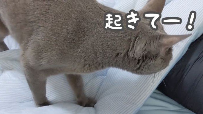 一緒に起こすハムちゃん
