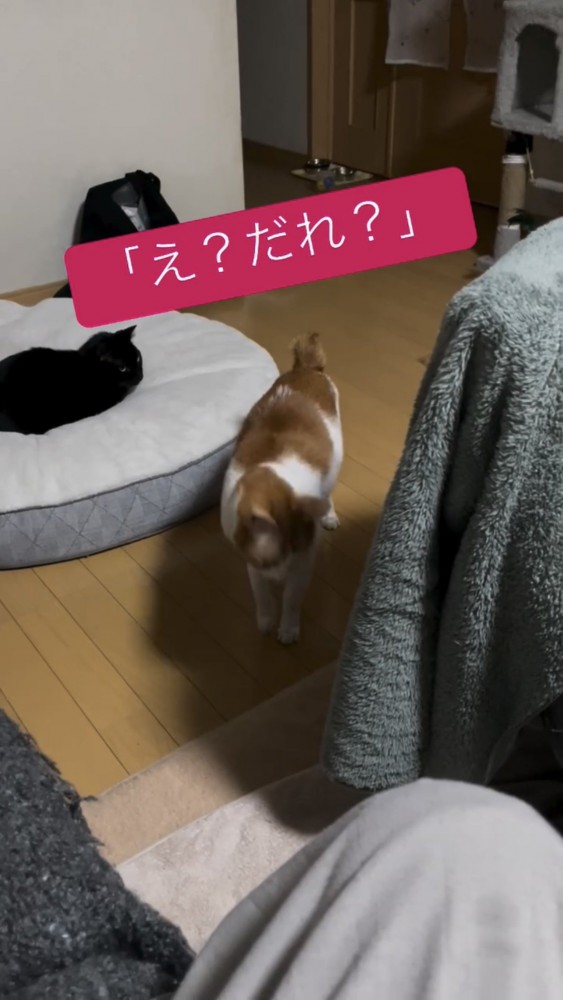 うつむく猫