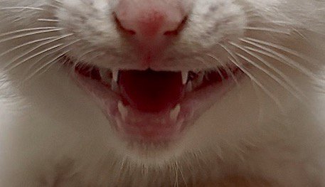 三角形に開かれた子猫の口