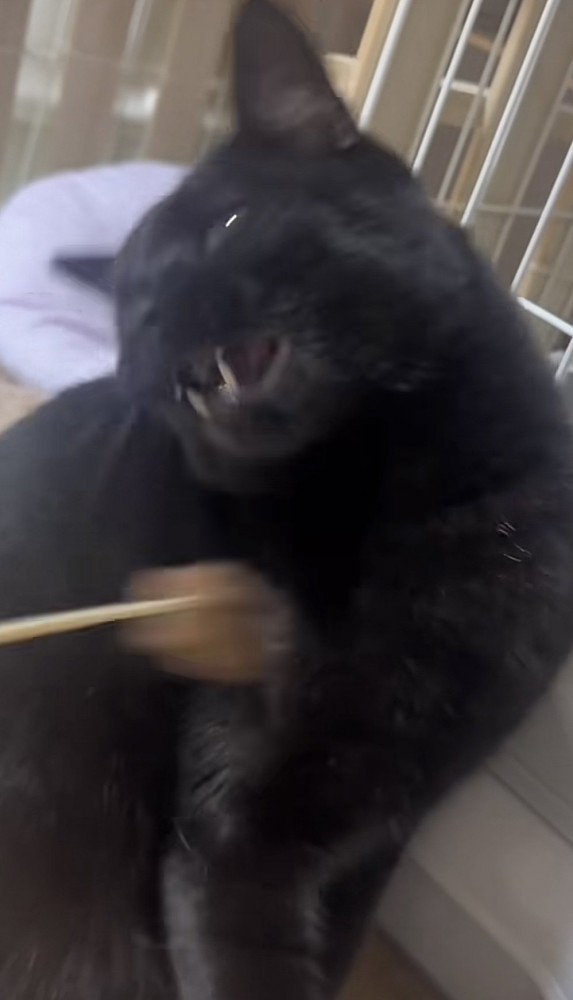 猫じゃらしをパンチする猫の写真