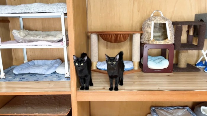 横並びになる黒猫姉弟