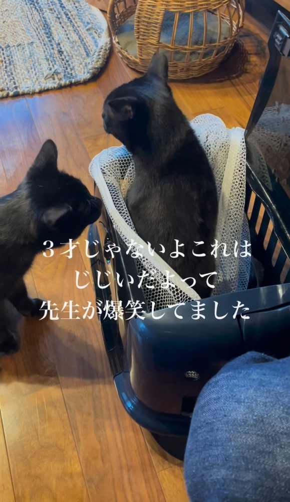 キャリーから顔を出す猫