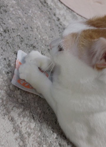 カイロに前足を乗せる猫