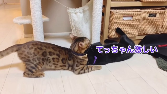 黒猫の頭を押さえるベンガル