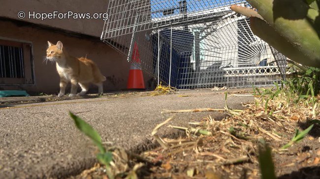 ；手動トラップに近づく猫