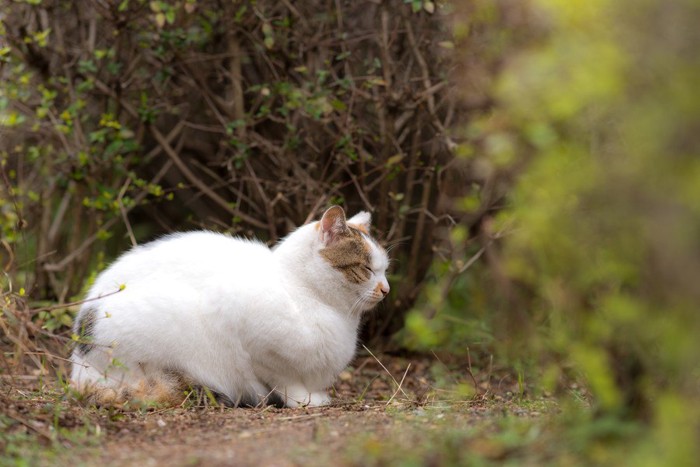 林の中の猫