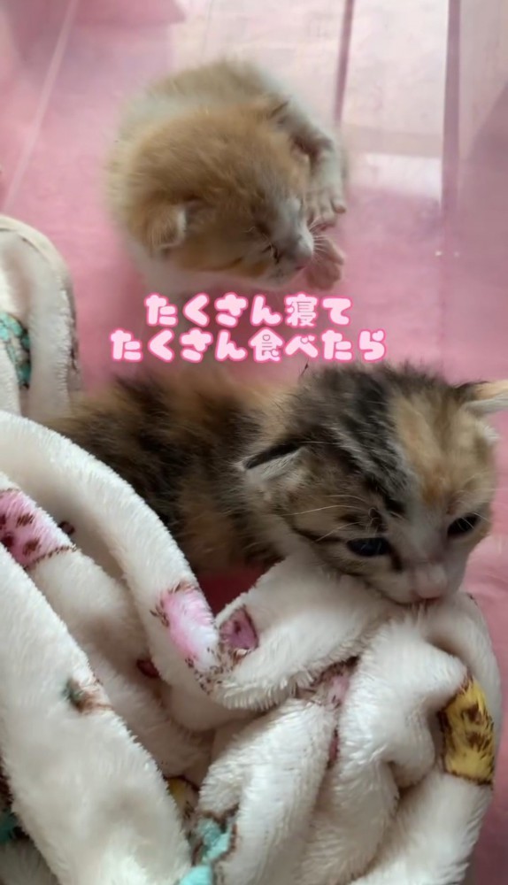 毛布のそばの2匹の子猫