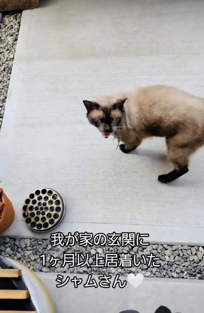 玄関の前で鳴くシャム猫