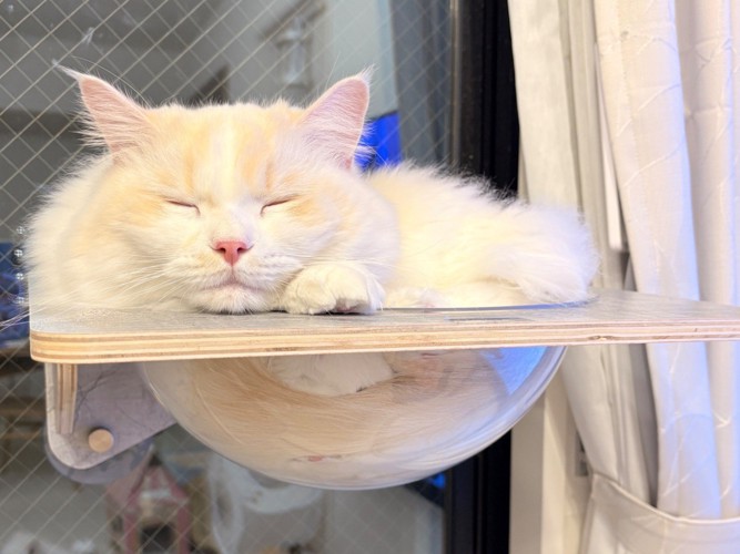 猫用宇宙船で眠る猫