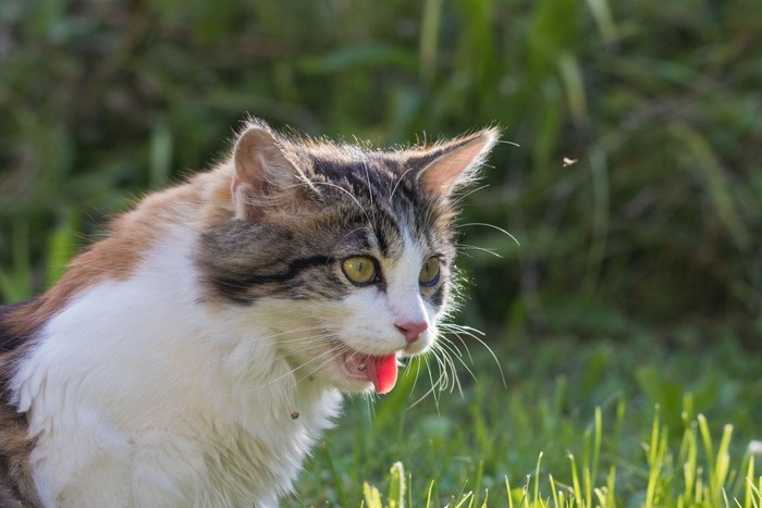 口呼吸する猫