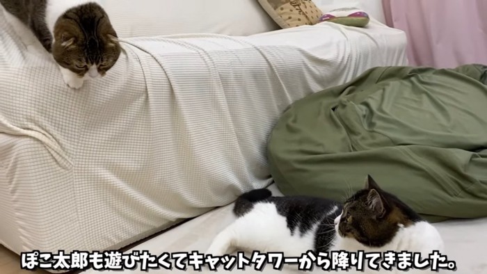 寝そべる猫とソファーから下りる猫