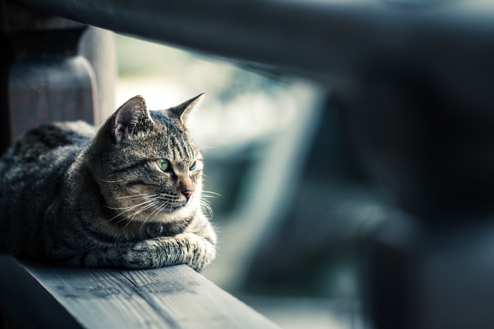 木の建物でくつろぐ猫