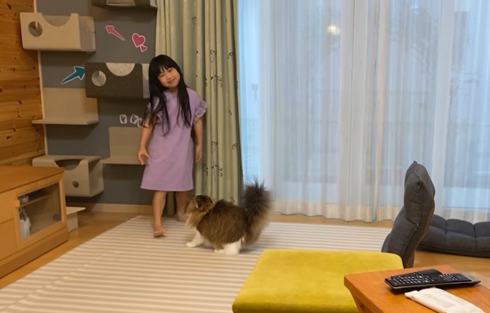 女の子と構えたポーズの猫