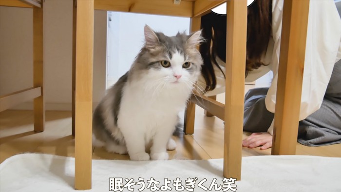 避ける猫