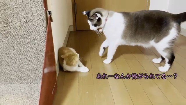 猫に向かって威嚇する子猫