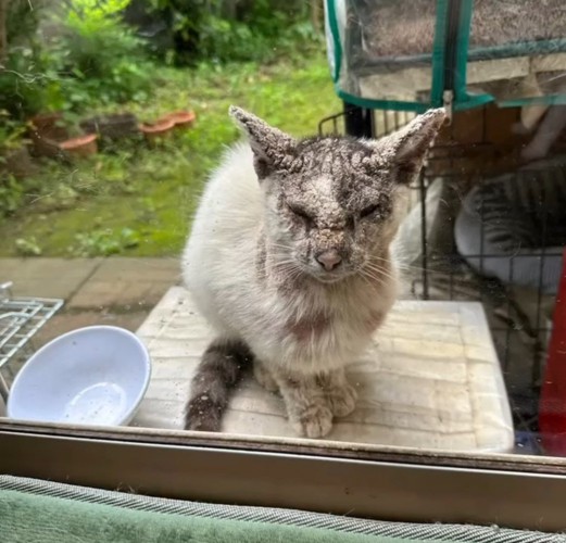 窓の外の猫