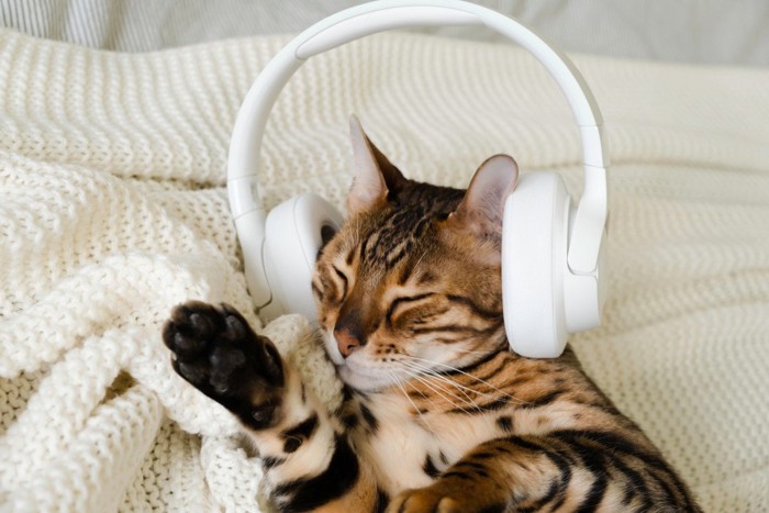 ヘッドホンで音楽を聴く猫