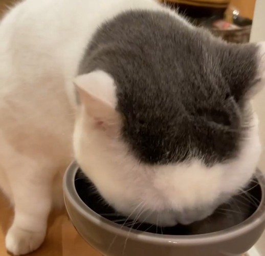 フードを食べる猫4