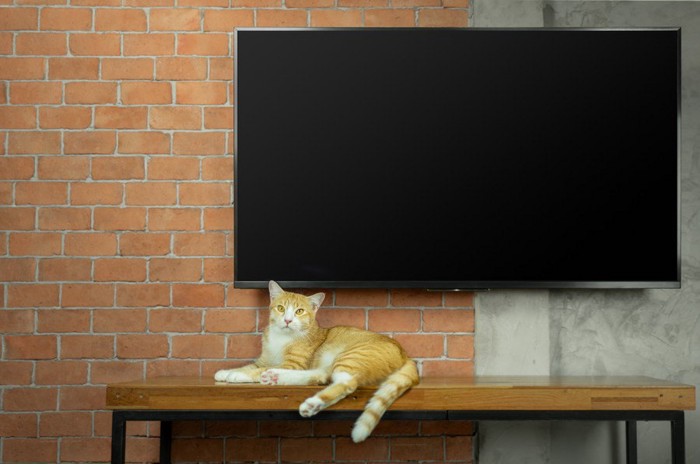 テレビの前の棚の上に寝そべる猫