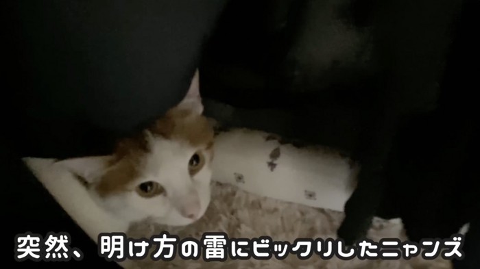 押入れの中にいる猫