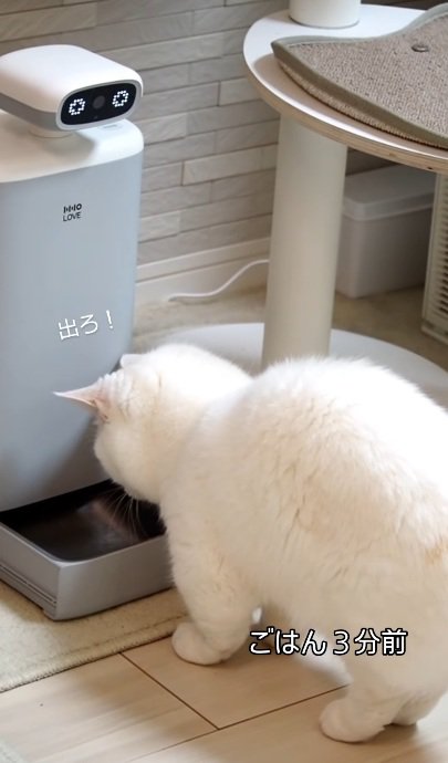 自動給餌器の前で待っている猫％