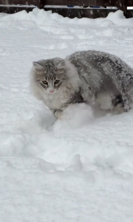 雪を手でかくノルウェージャンフォレストキャット