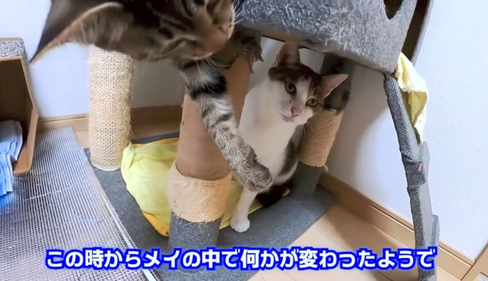 子猫たちと一緒に猫じゃらしを目で追うメイちゃん