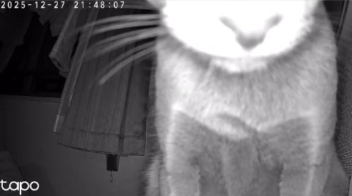 カメラの前で座っている猫（顔半分見切れてる）