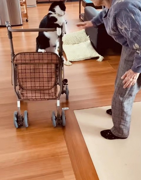 おばあちゃんとカートに乗る猫