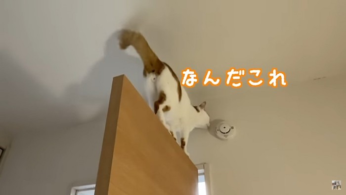 火災報知機を見つめる猫