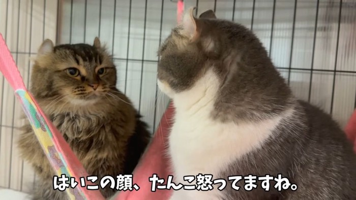 見つめ合う猫
