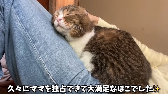 目を閉じる猫