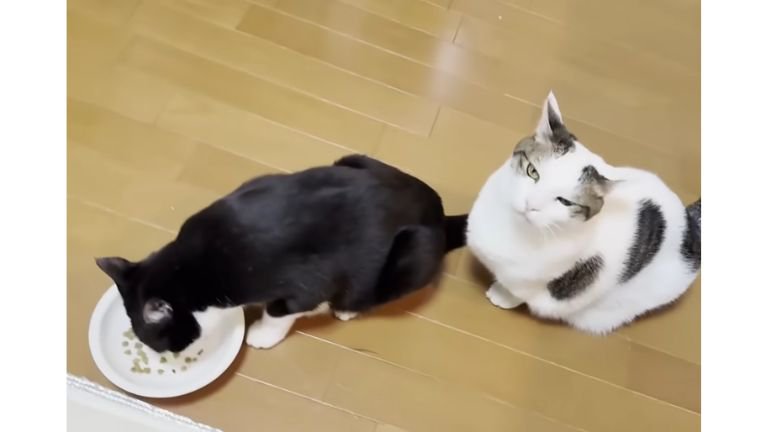 室内にいる猫