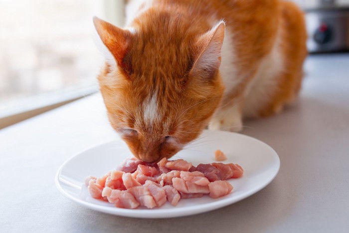 茶猫